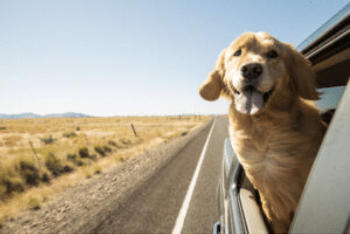 Cruising with Pets: Spring Road Trip Tips for European Car Owners | Frank’s European Service